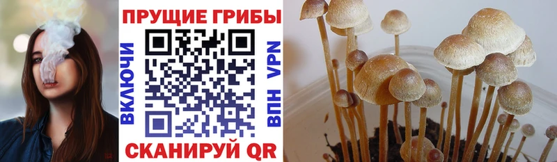 Псилоцибиновые грибы GOLDEN TEACHER  закладки  Родники 
